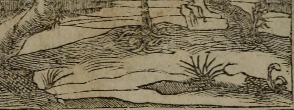 An illustration from Diverse imprese accommodate a diuerse moralità : con versi che i loro significati dichiarano insieme con molte altre nella lingua Italiana non piu tradotte, 1551, leaf 129