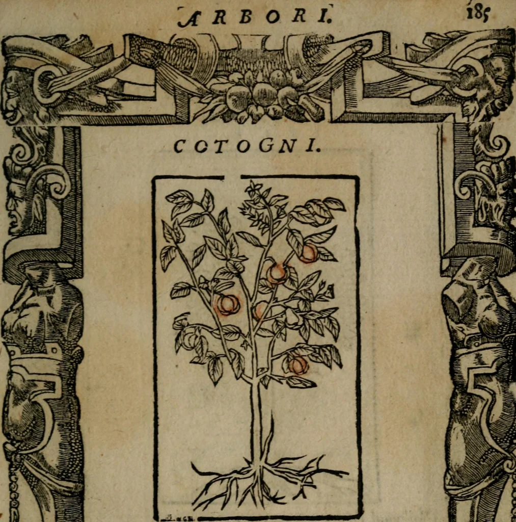 An illustration from Diverse imprese accommodate a diuerse moralità : con versi che i loro significati dichiarano insieme con molte altre nella lingua Italiana non piu tradotte, 1551, leaf 188