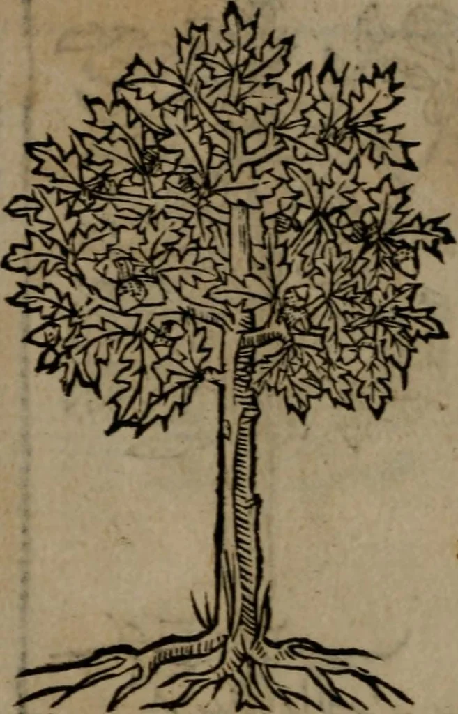 An illustration from Diverse imprese accommodate a diuerse moralità : con versi che i loro significati dichiarano insieme con molte altre nella lingua Italiana non piu tradotte, 1551, leaf 189