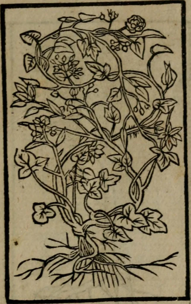 An illustration from Diverse imprese accommodate a diuerse moralità : con versi che i loro significati dichiarano insieme con molte altre nella lingua Italiana non piu tradotte, 1551, leaf 190