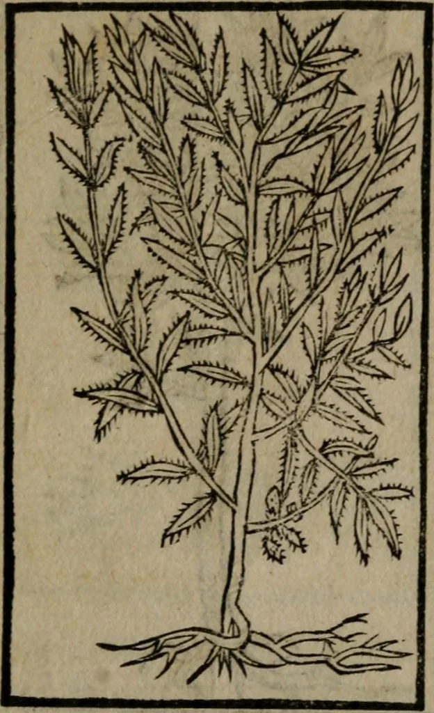 An illustration from Diverse imprese accommodate a diuerse moralità : con versi che i loro significati dichiarano insieme con molte altre nella lingua Italiana non piu tradotte, 1551, leaf 192