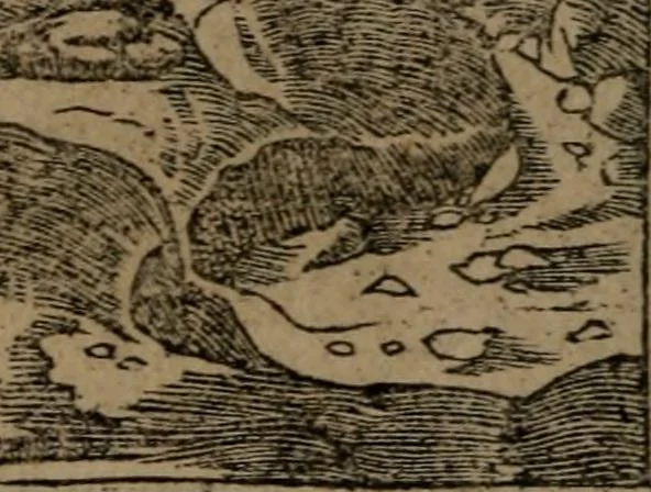 An illustration from Diverse imprese accommodate a diuerse moralità : con versi che i loro significati dichiarano insieme con molte altre nella lingua Italiana non piu tradotte, 1551, leaf 25