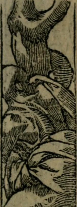 An illustration from Diverse imprese accommodate a diuerse moralità : con versi che i loro significati dichiarano insieme con molte altre nella lingua Italiana non piu tradotte, 1551, leaf 76
