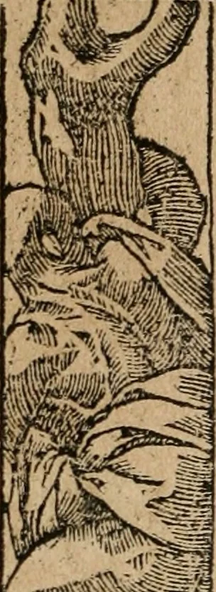 An illustration from Diverse imprese accomodate a diuerse moralità : con versi che i loro significati dichiarano : Tratte da gli Emblemi dell' Alciato, 1549, leaf 111