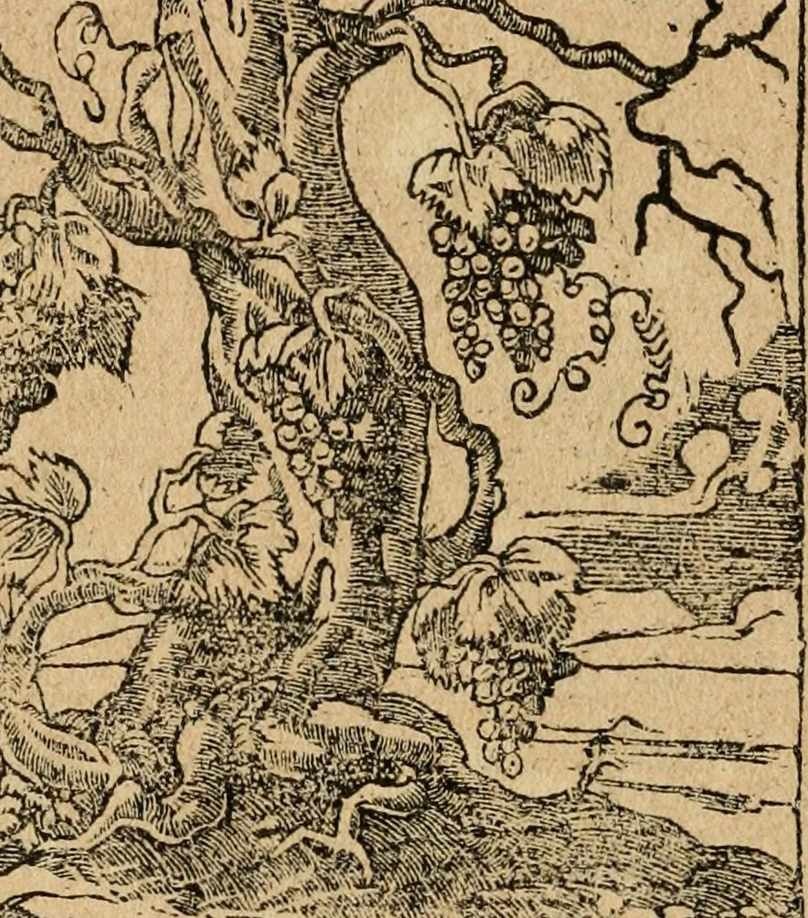 An illustration from Diverse imprese accommodate a diuerse moralità : con versi che i loro significati dichiarano : tratte da gli emblemi dell'Alciato, 1549, leaf 107