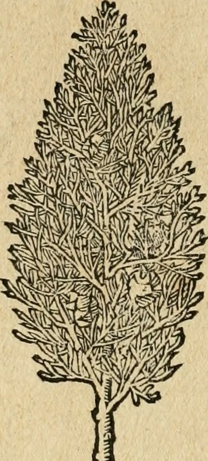 An illustration from Diverse imprese accommodate a diuerse moralità : con versi che i loro significati dichiarano : tratte da gli emblemi dell'Alciato, 1549, leaf 137