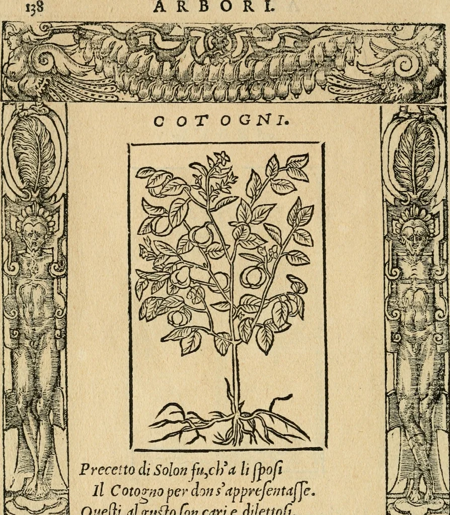 An illustration from Diverse imprese accommodate a diuerse moralità : con versi che i loro significati dichiarano : tratte da gli emblemi dell'Alciato, 1549, leaf 141
