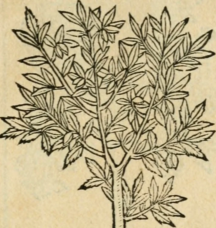 An illustration from Diverse imprese accommodate a diuerse moralità : con versi che i loro significati dichiarano : tratte da gli emblemi dell'Alciato, 1549, leaf 146