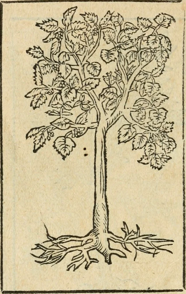 An illustration from Diverse imprese accommodate a diuerse moralità : con versi che i loro significati dichiarano : tratte da gli emblemi dell'Alciato, 1549, leaf 147
