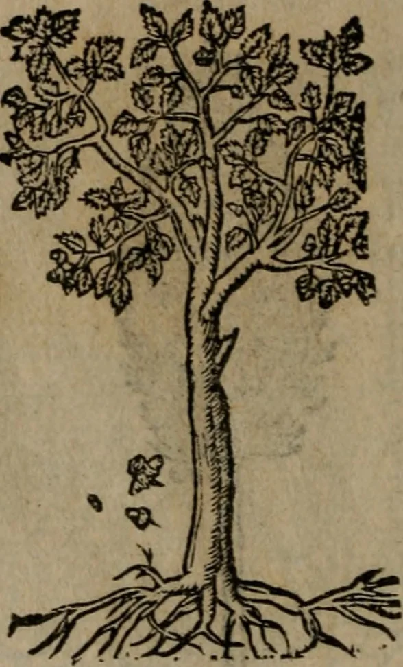 An illustration from Diverse imprese accomodate a diverse moralità, co versi che i loro significati dichiarano insieme con molte altre mella lingua italiana non piu tradotte, 1576, leaf 185