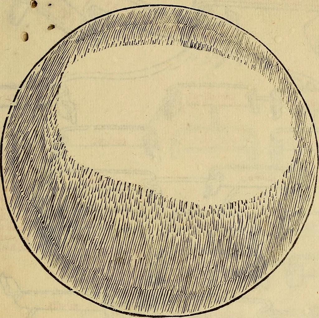 An illustration from Divina proportione : opera a tutti glingegni perspicaci e curiosi necessaria oue ciascun studioso di philosophia: prospettiua pictura sculptura: architectura: musica: e altre mathematice: suavissima: sotile: e admirabile doctrina consequira: e delecterassi: co[n] varie questione de secretissima scientia, 1509, leaf 308
