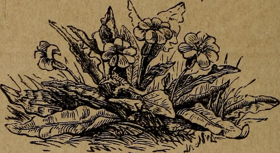 An illustration from Divine emblems, 1867, leaf 129
