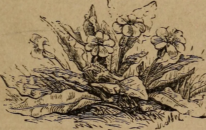 An illustration from Divine emblems, 1867, leaf 72