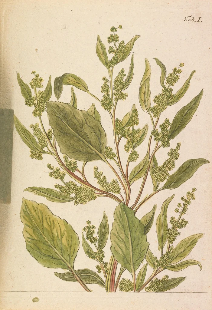 An illustration from D. Jacob Christian Schäffers Versuche und Muster ohne alle Lumpen oder doch mit einem geringen Zusatze derselben Papier zu machen : nebst vier ausgemahlten Kupfertafeln, 1765, leaf 301
