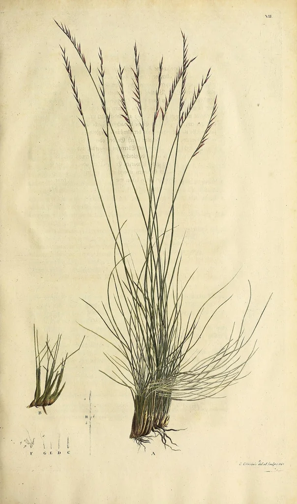 An illustration from D. Johann Christian Daniel Schrebers ... Beschreibung der Gräser : nebst ihren Abbildungen nach der Natur .., 1769, leaf 101