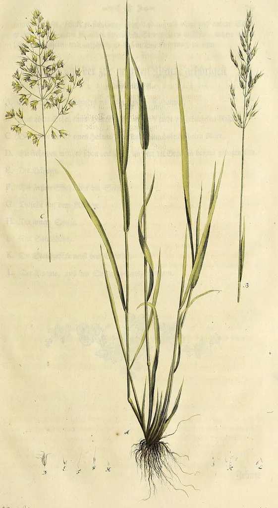 An illustration from D. Johann Christian Daniel Schrebers ... Beschreibung der Gräser : nebst ihren Abbildungen nach der Natur .., 1769, leaf 115