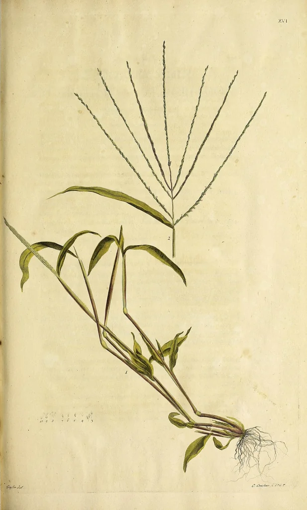 An illustration from D. Johann Christian Daniel Schrebers ... Beschreibung der Gräser : nebst ihren Abbildungen nach der Natur .., 1769, leaf 175