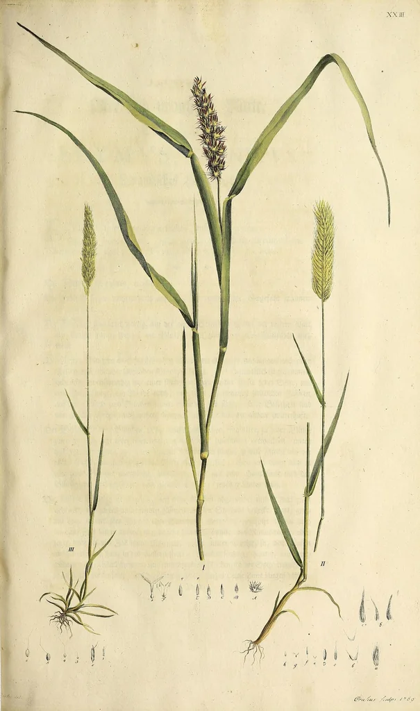 An illustration from D. Johann Christian Daniel Schrebers ... Beschreibung der Gräser : nebst ihren Abbildungen nach der Natur .., 1769, leaf 233