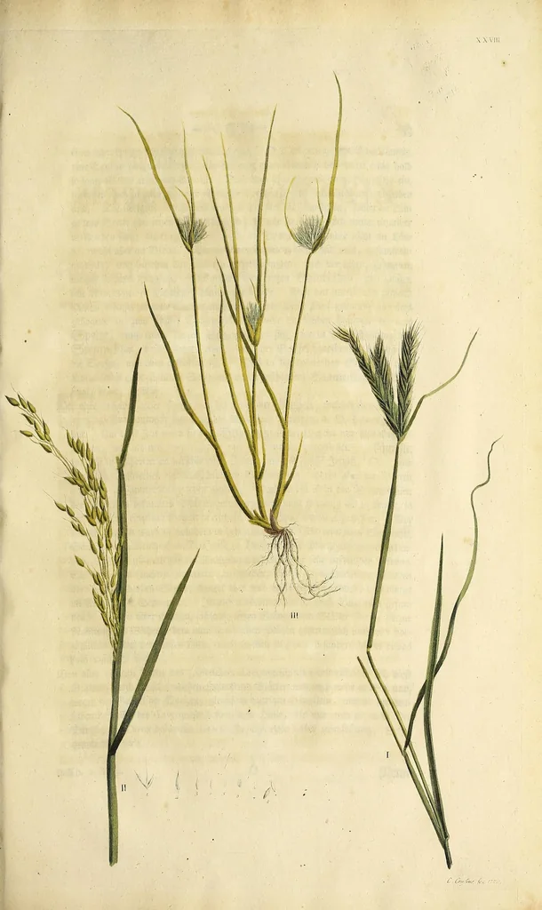 An illustration from D. Johann Christian Daniel Schrebers ... Beschreibung der Gräser : nebst ihren Abbildungen nach der Natur .., 1769, leaf 281
