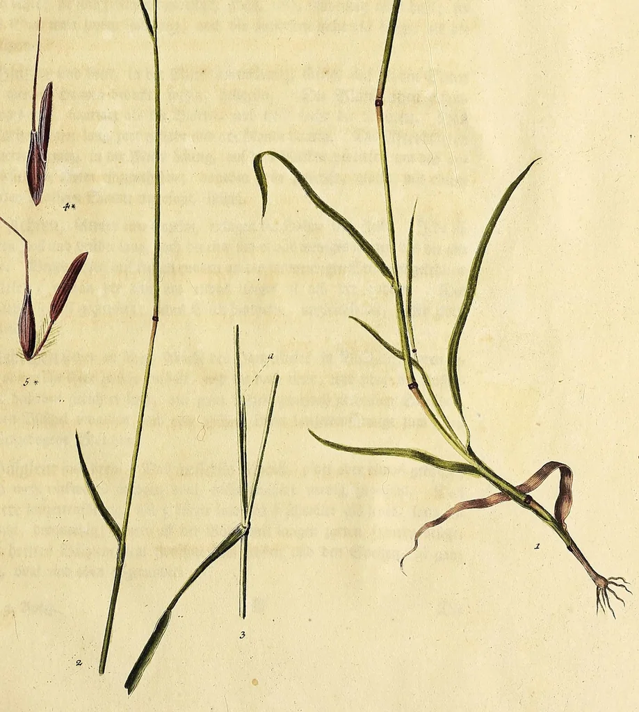 An illustration from D. Johann Christian Daniel Schrebers ... Beschreibung der Gräser : nebst ihren Abbildungen nach der Natur .., 1769, leaf 307