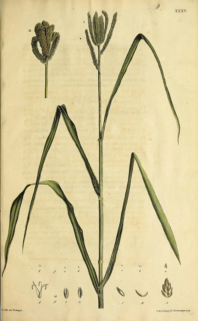 An illustration from D. Johann Christian Daniel Schrebers ... Beschreibung der Gräser : nebst ihren Abbildungen nach der Natur .., 1769, leaf 315