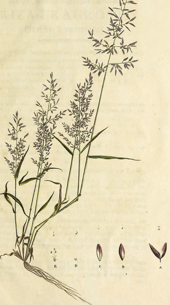 An illustration from D. Johann Christian Daniel Schrebers ... Beschreibung der Gräser : nebst ihren Abbildungen nach der Natur .., 1769, leaf 331