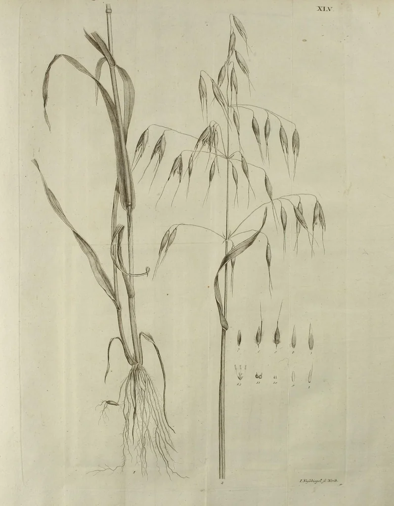 An illustration from D. Johann Christian Daniel Schrebers ... Beschreibung der Gräser : nebst ihren Abbildungen nach der Natur .., 1769, leaf 101