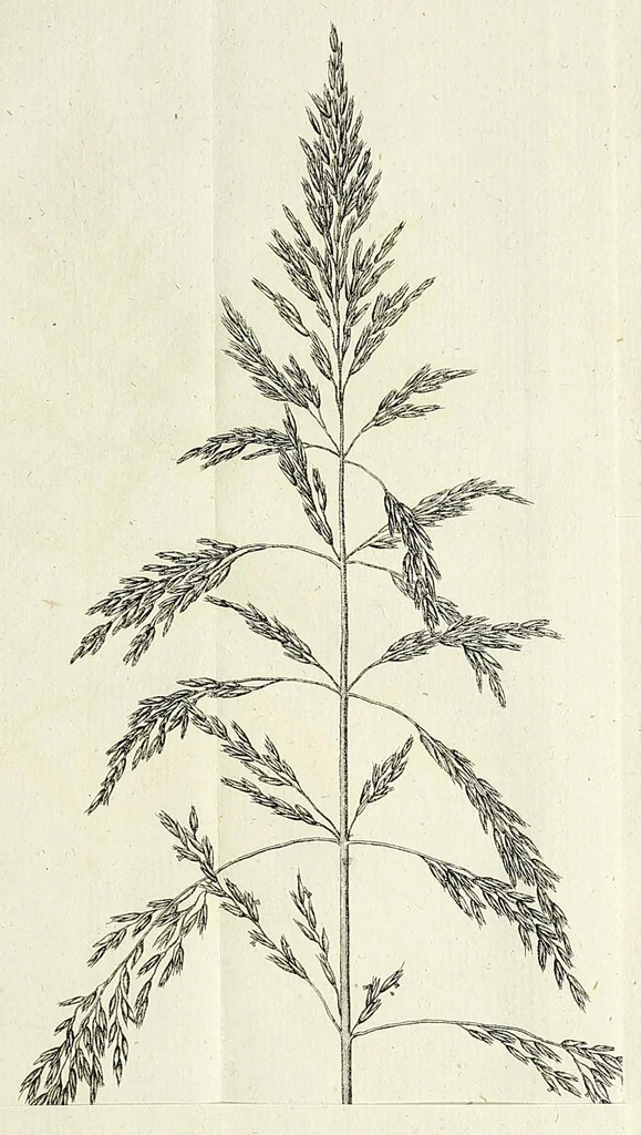 An illustration from D. Johann Christian Daniel Schrebers ... Beschreibung der Gräser : nebst ihren Abbildungen nach der Natur .., 1769, leaf 115