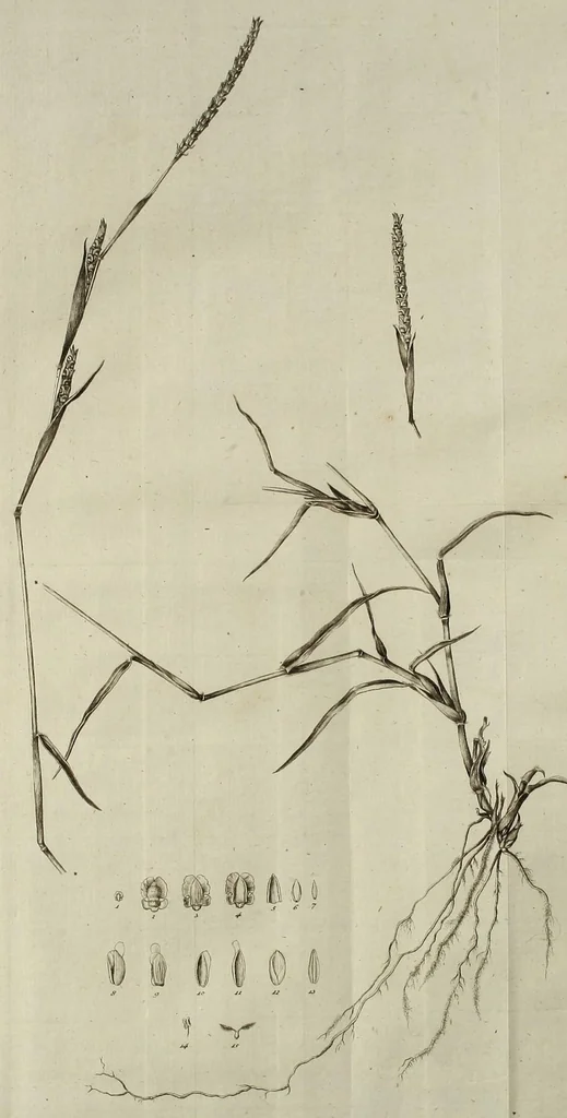 An illustration from D. Johann Christian Daniel Schrebers ... Beschreibung der Gräser : nebst ihren Abbildungen nach der Natur .., 1769, leaf 93