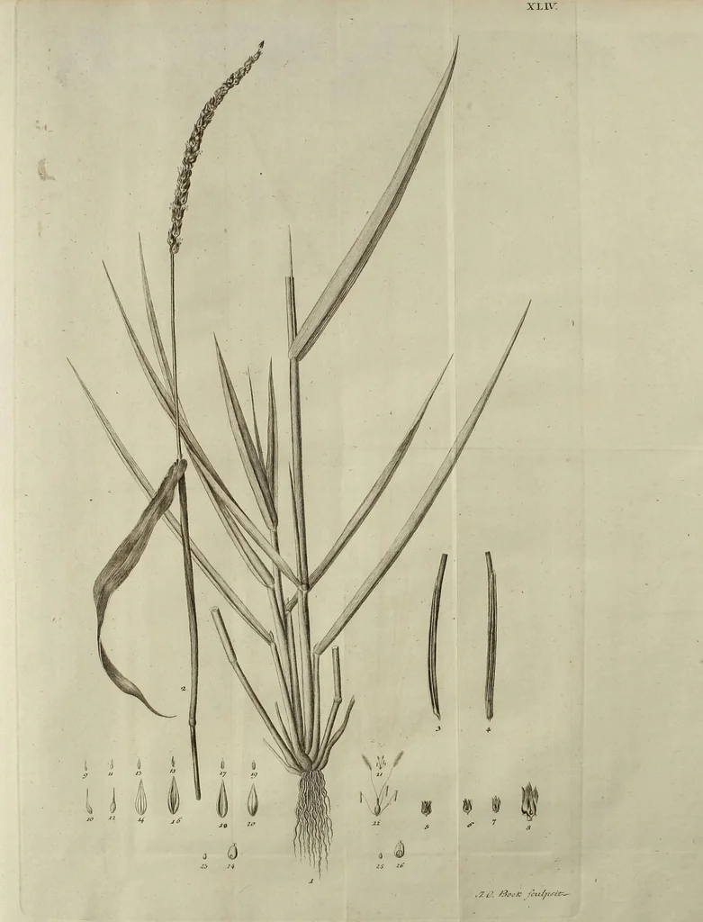 An illustration from D. Johann Christian Daniel Schrebers ... Beschreibung der Gräser : nebst ihren Abbildungen nach der Natur .., 1769, leaf 97