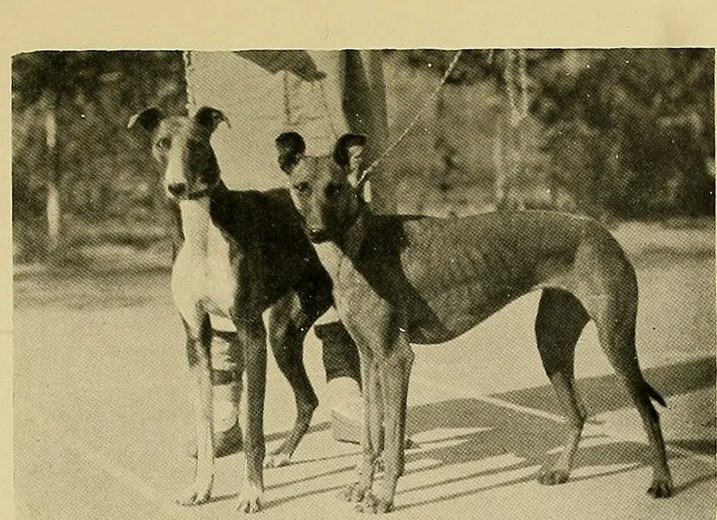 An illustration from Dogs of China & Japan in nature and art, 1921, leaf 118