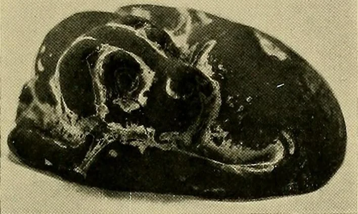 An illustration from Dogs of China & Japan in nature and art, 1921, leaf 118