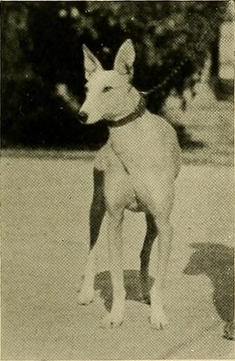 An illustration from Dogs of China & Japan in nature and art, 1921, leaf 118