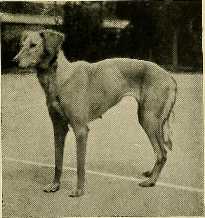 An illustration from Dogs of China & Japan in nature and art, 1921, leaf 118