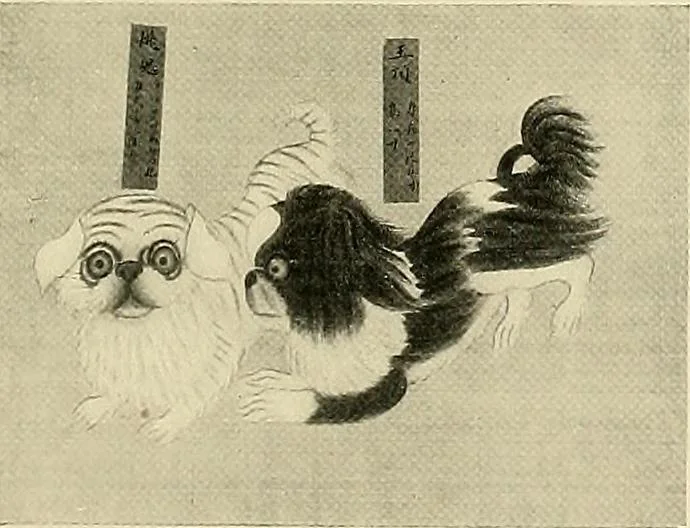 An illustration from Dogs of China & Japan in nature and art, 1921, leaf 208