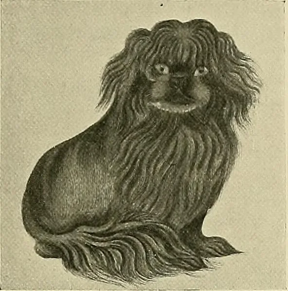 An illustration from Dogs of China & Japan in nature and art, 1921, leaf 228