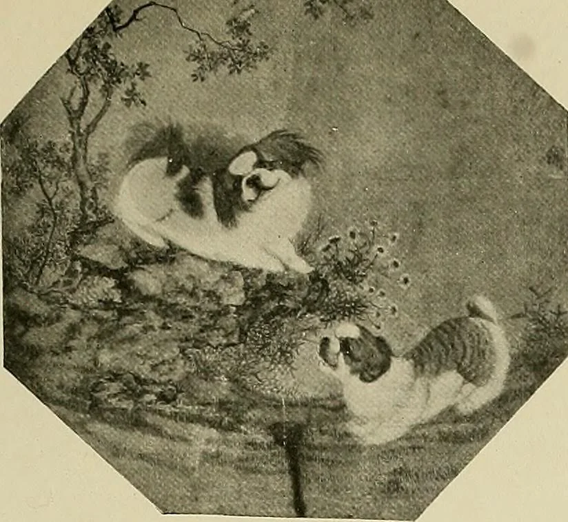 An illustration from Dogs of China & Japan in nature and art, 1921, leaf 264