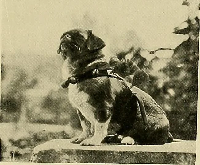 An illustration from Dogs of China & Japan in nature and art, 1921, leaf 276