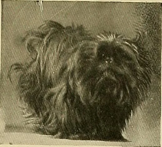 An illustration from Dogs of China & Japan in nature and art, 1921, leaf 292