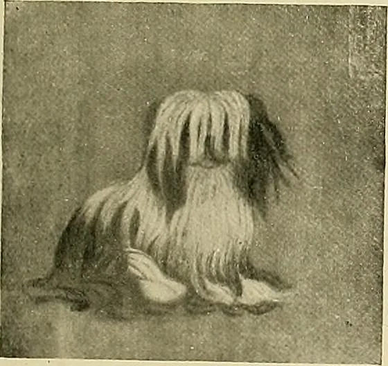 An illustration from Dogs of China & Japan in nature and art, 1921, leaf 292