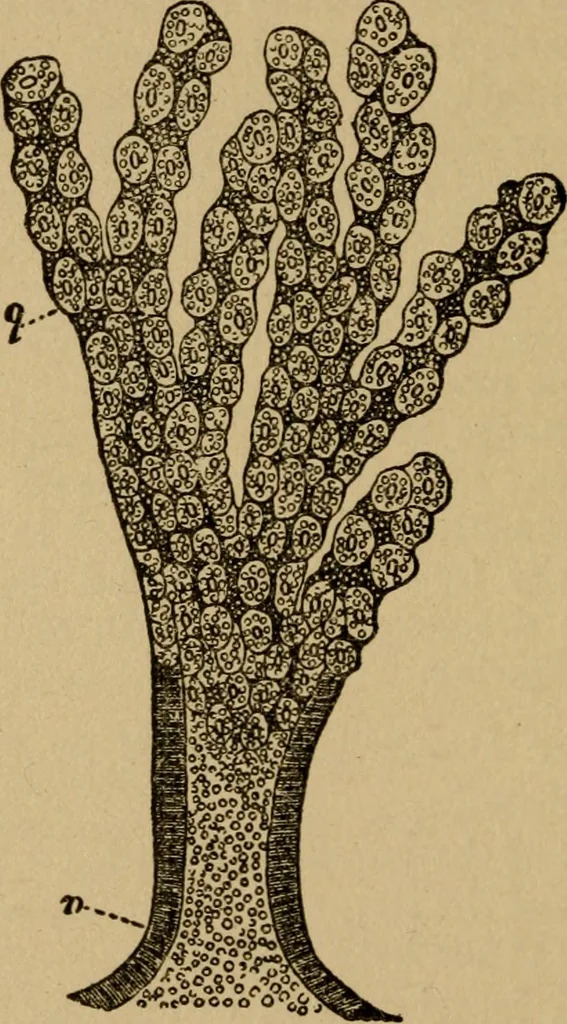 An illustration from Domestic science, a text in cooking and syllabus in sewing, prepared for use in the Kansas City elementary schools, yet eminently fitted for home work, 1911, leaf 101