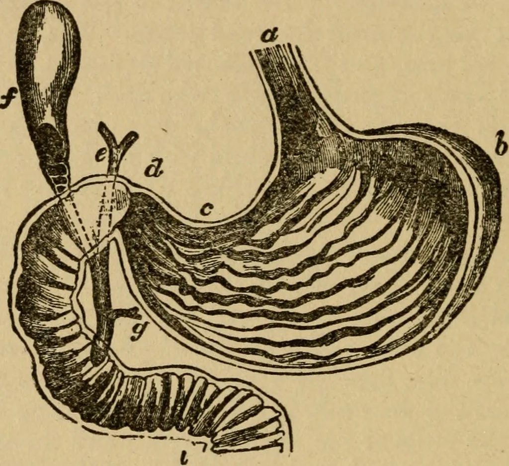An illustration from Domestic science, a text in cooking and syllabus in sewing, prepared for use in the Kansas City elementary schools, yet eminently fitted for home work, 1911, leaf 103