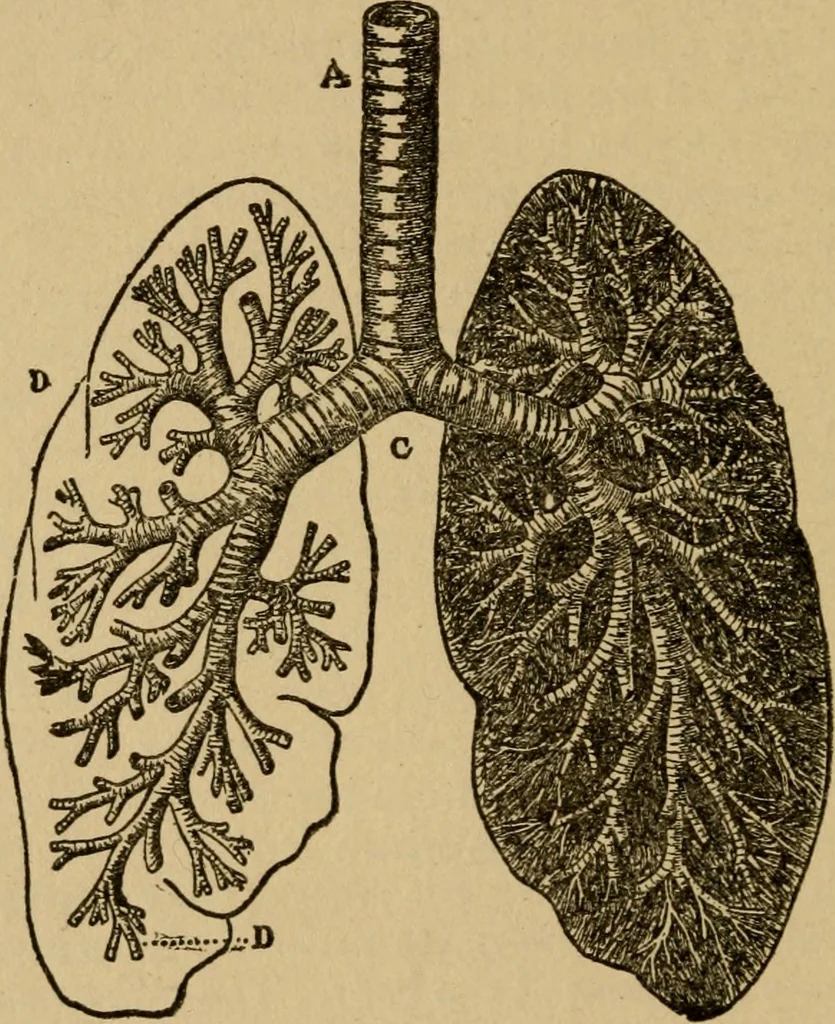 An illustration from Domestic science, a text in cooking and syllabus in sewing, prepared for use in the Kansas City elementary schools, yet eminently fitted for home work, 1911, leaf 109