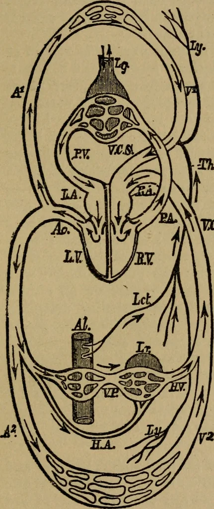 An illustration from Domestic science, a text in cooking and syllabus in sewing, prepared for use in the Kansas City elementary schools, yet eminently fitted for home work, 1911, leaf 110