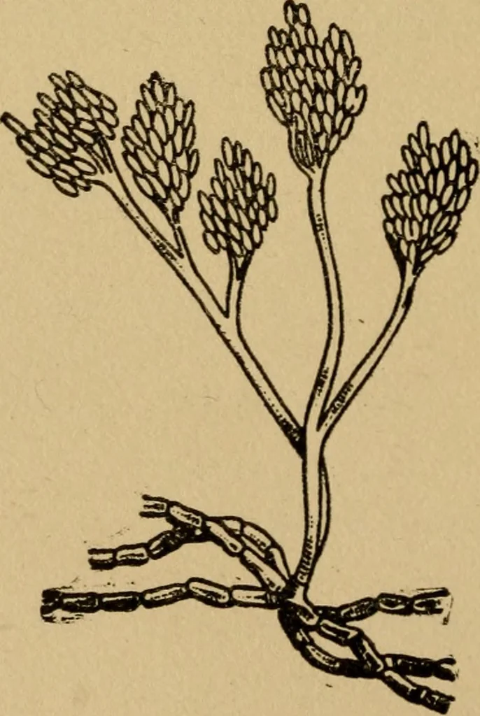 An illustration from Domestic science, a text in cooking and syllabus in sewing, prepared for use in the Kansas City elementary schools, yet eminently fitted for home work, 1911, leaf 27