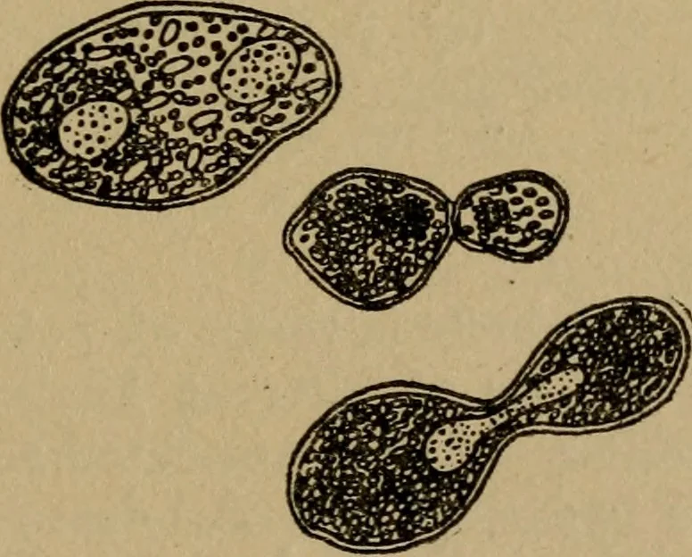 An illustration from Domestic science, a text in cooking and syllabus in sewing, prepared for use in the Kansas City elementary schools, yet eminently fitted for home work, 1911, leaf 28