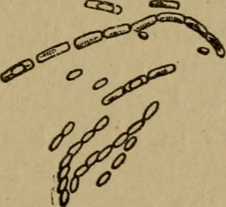 An illustration from Domestic science, a text in cooking and syllabus in sewing, prepared for use in the Kansas City elementary schools, yet eminently fitted for home work, 1911, leaf 44