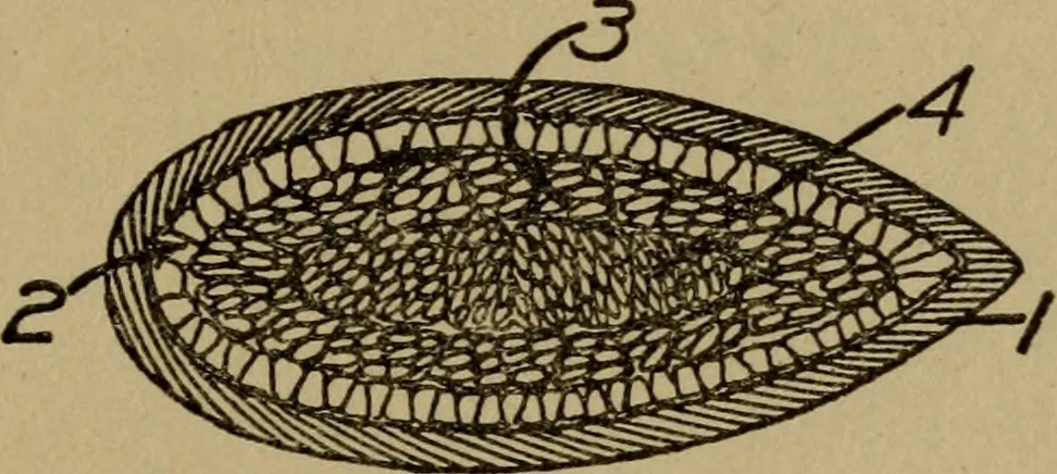 An illustration from Domestic science, a text in cooking and syllabus in sewing, prepared for use in the Kansas City elementary schools, yet eminently fitted for home work, 1911, leaf 48