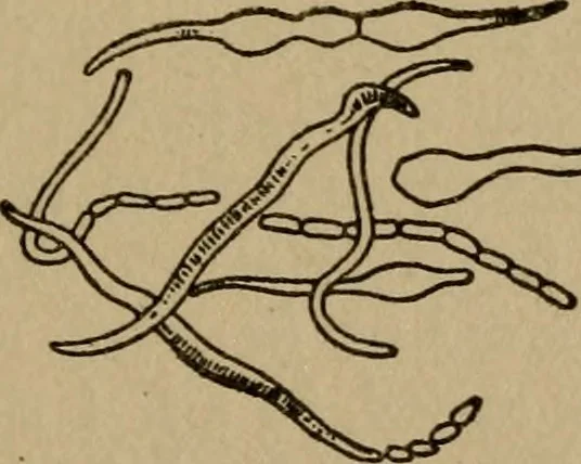 An illustration from Domestic science, a text in cooking and syllabus in sewing, prepared for use in the Kansas City elementary schools, yet eminently fitted for home work, 1911, leaf 50