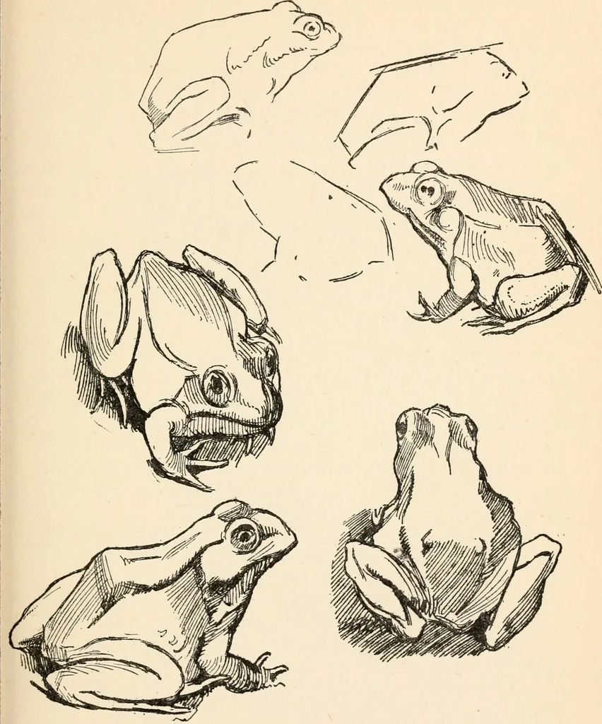 An illustration from Drawing for beginners, 1920, leaf 127
